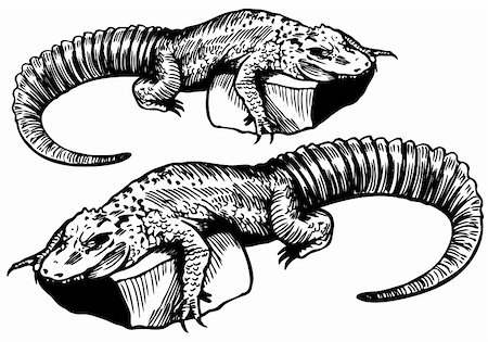 simsearch:400-04645691,k - Hand drawn sketch of a Alligator - black and white. Stock Photo - Budget Royalty-Free & Subscription, Code: 400-04642770