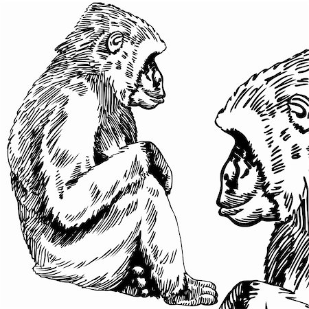 simsearch:400-04645691,k - Hand drawn sketch of a Gorilla / Monkey - black and white. Stock Photo - Budget Royalty-Free & Subscription, Code: 400-04642801