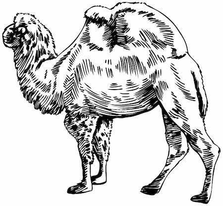 Hand drawn image of a camel. Stock Photo - Budget Royalty-Free & Subscription, Code: 400-04643242
