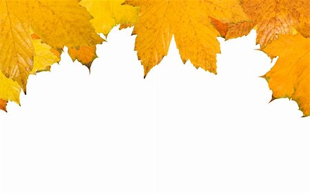 simsearch:400-04983103,k - Beautiful golden leaves in autumn Fotografie stock - Microstock e Abbonamento, Codice: 400-04654185
