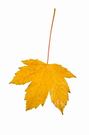 simsearch:400-04983103,k - Beautiful golden leaves in autumn Fotografie stock - Microstock e Abbonamento, Codice: 400-04654186