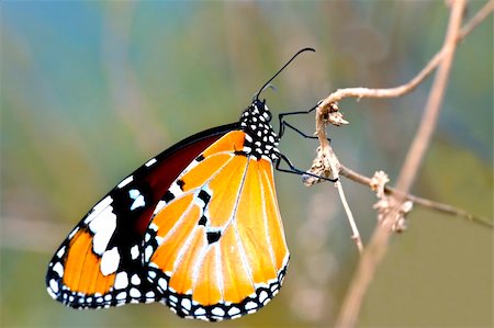 simsearch:400-06555366,k - the butterfly fall on the flower in a garden outdoor. Fotografie stock - Microstock e Abbonamento, Codice: 400-04654250
