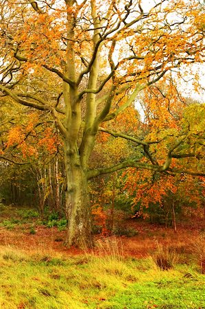 Autumnal Road in the park Foto de stock - Royalty-Free Super Valor e Assinatura, Número: 400-04654514