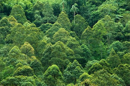 eco travel - Tropical rainforest view in Malaysia. Foto de stock - Super Valor sin royalties y Suscripción, Código: 400-04654535