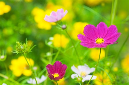 simsearch:400-06555366,k - Close up meadow with many colorful flowers. Fotografie stock - Microstock e Abbonamento, Codice: 400-04654536