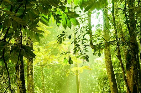 simsearch:622-02758724,k - Tropical dense forest with morning sunlight shine on to it. Fotografie stock - Microstock e Abbonamento, Codice: 400-04654532