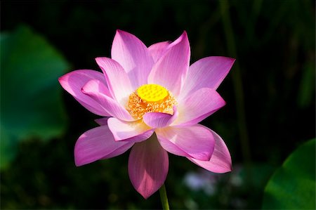 simsearch:851-02959686,k - the water lily of a garden china. Photographie de stock - Aubaine LD & Abonnement, Code: 400-04654601