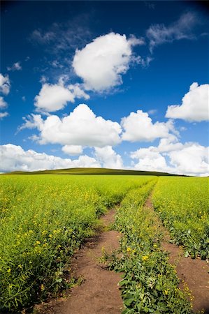 simsearch:400-06143114,k - the scene of the meadow. Fotografie stock - Microstock e Abbonamento, Codice: 400-04654654