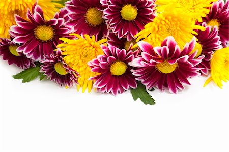 simsearch:400-04010093,k - purple and yellow flowers / isolated on  white background Foto de stock - Super Valor sin royalties y Suscripción, Código: 400-04654802