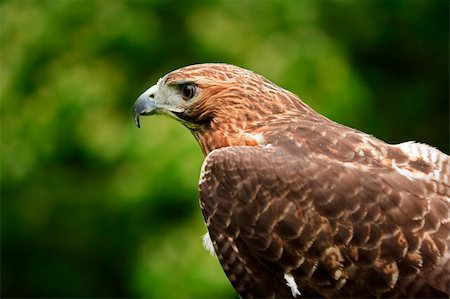 falcone - Close up of a Red Tailed Hawk  Buteo jamaicensis Fotografie stock - Microstock e Abbonamento, Codice: 400-04654955