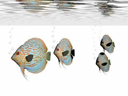 simsearch:400-04624755,k - A group of discus fish swim together in an aquarium. Fotografie stock - Microstock e Abbonamento, Codice: 400-04655355