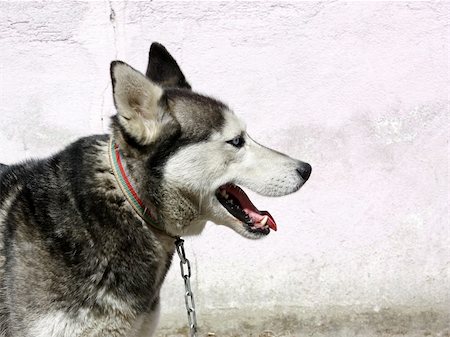 Wolf dog side face portrait against wall Stock Photo - Budget Royalty-Free & Subscription, Code: 400-04655377