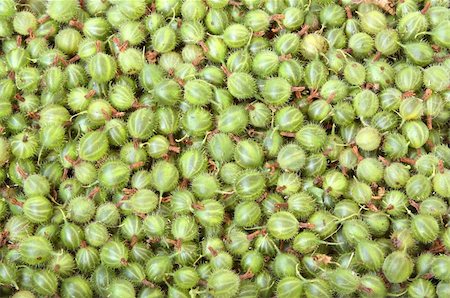 simsearch:400-04553701,k - Freshly picked organic gooseberries Stock Photo - Budget Royalty-Free & Subscription, Code: 400-04655929