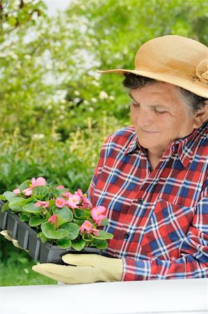 family backyard gardening not barbeque - Senior woman - gardening Stock Photo - Budget Royalty-Free & Subscription, Code: 400-04656134