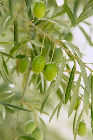 simsearch:400-06384379,k - Olive tree with green fruits in Southern Spain Andalucia Stock Photo - Budget Royalty-Free & Subscription, Code: 400-04656416