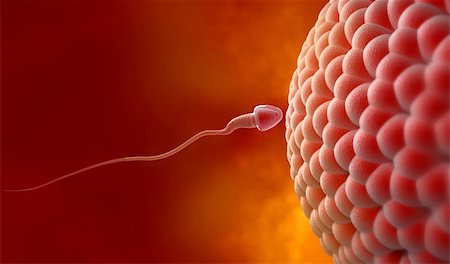 sperme - Natural insemination: sperm and human egg Stock Photo - Budget Royalty-Free & Subscription, Code: 400-04656411