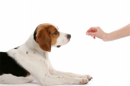 small white dog with fur - beautiful funy dogs on white Stock Photo - Budget Royalty-Free & Subscription, Code: 400-04656475