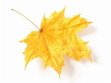 simsearch:400-04651966,k - single yellow autumnal maple leaf on white Foto de stock - Super Valor sin royalties y Suscripción, Código: 400-04656641