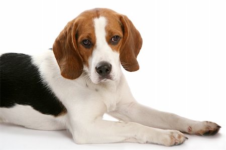 simsearch:400-04611550,k - beautiful funy dogs on white Stockbilder - Microstock & Abonnement, Bildnummer: 400-04656677