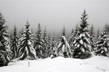 Snow in the german Harz mountains near Mt. Brocken Stock Photo - Budget Royalty-Free & Subscription, Code: 400-04656922