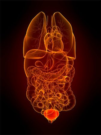 3d rendered illustration of human organs with highlighted bladder Stock Photo - Budget Royalty-Free & Subscription, Code: 400-04657278