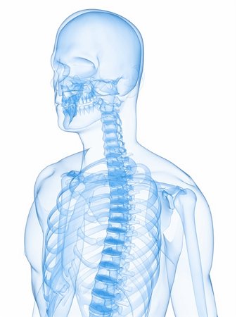 simsearch:400-05688044,k - 3d rendered x-ray illustration of a human skeleton Foto de stock - Super Valor sin royalties y Suscripción, Código: 400-04657293