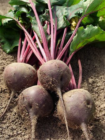 simsearch:400-07302217,k - some beetroots with tops on the ground Stock Photo - Budget Royalty-Free & Subscription, Code: 400-04657315