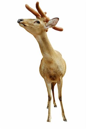 deer antlers close up - Christmas talisman.  Yung deer isolated on white. Stock Photo - Budget Royalty-Free & Subscription, Code: 400-04658134