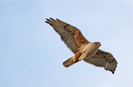 simsearch:400-03932355,k - A Ferruginous Hawk flying with wings spread. Stock Photo - Budget Royalty-Free & Subscription, Code: 400-04658667