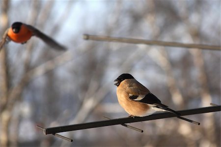 Singing female bullfinch. Winter day Stock Photo - Budget Royalty-Free & Subscription, Code: 400-04658739