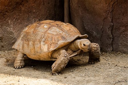 peterkirillov (artist) - Big turtle in a zoo. Close view Stock Photo - Budget Royalty-Free & Subscription, Code: 400-04658789