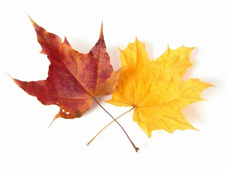 simsearch:400-04644582,k - bright autumnal maple leaves on white Photographie de stock - Aubaine LD & Abonnement, Code: 400-04658797