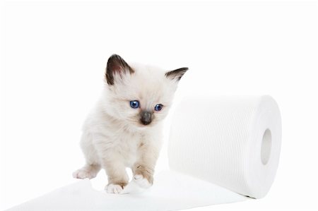 simsearch:400-07124599,k - A purebred, Snowshoe Lynx-Point Siamese kitten playing with the toilet paper.  Shot against white background. Photographie de stock - Aubaine LD & Abonnement, Code: 400-04658897