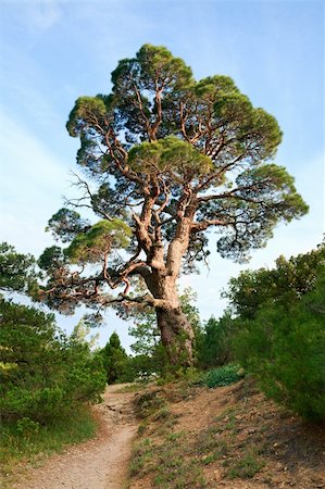 big pine tree on sky background ("Novyj Svit" reserve, Crimea, Ukraine). Foto de stock - Super Valor sin royalties y Suscripción, Código: 400-04658912