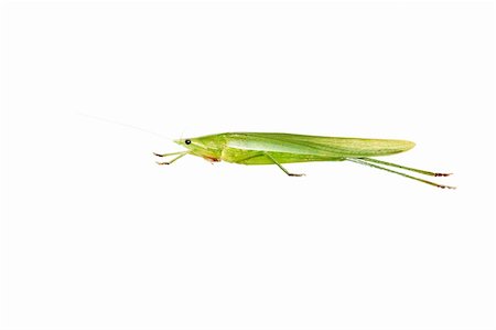 Amazing insect - Green Grasshopper isolated on white. Stock Photo - Budget Royalty-Free & Subscription, Code: 400-04659569