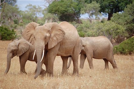 simsearch:400-04276083,k - elephant family Stock Photo - Budget Royalty-Free & Subscription, Code: 400-04650016