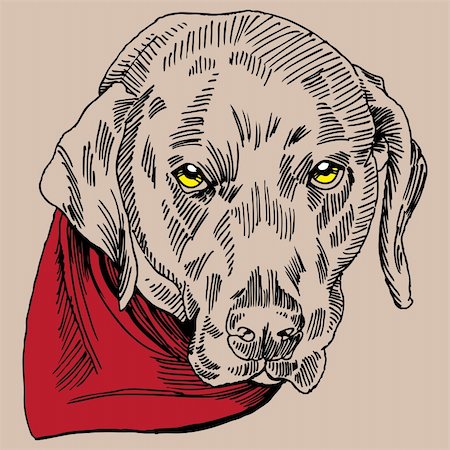 Labrador / German short-haired pointer dog with scarf in a hand drawn pen and ink style. Stock Photo - Budget Royalty-Free & Subscription, Code: 400-04650040