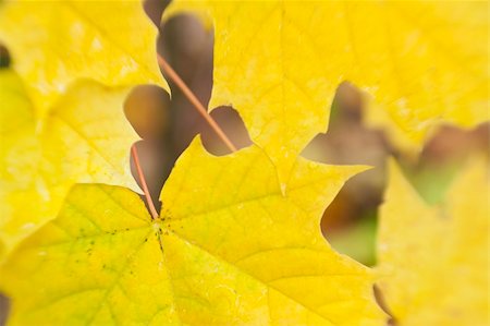 autumn leaves background / used  soft focus lens Stock Photo - Budget Royalty-Free & Subscription, Code: 400-04650195