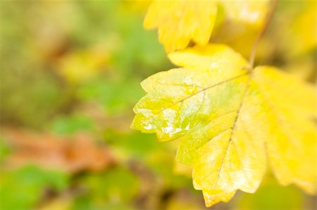 autumn leaves background / used special soft focus lens Stock Photo - Budget Royalty-Free & Subscription, Code: 400-04650197