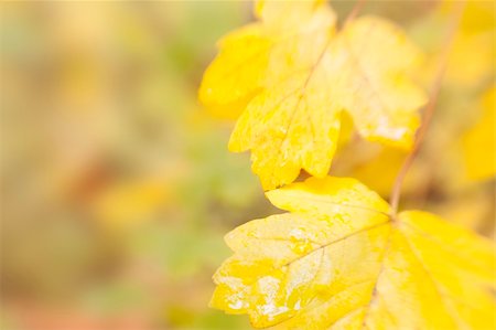 autumn leaves background / used special soft focus lens Stock Photo - Budget Royalty-Free & Subscription, Code: 400-04650198