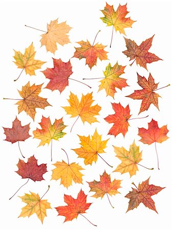 Multiple autumn leaf isolated on a white background Stock Photo - Budget Royalty-Free & Subscription, Code: 400-04650342