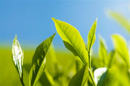 simsearch:400-06921179,k - Close up tea leaves with morning sunlight. Fotografie stock - Microstock e Abbonamento, Codice: 400-04650601