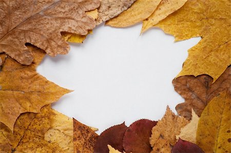 simsearch:400-04983103,k - Frame from autumn leaves and place for text Fotografie stock - Microstock e Abbonamento, Codice: 400-04650764