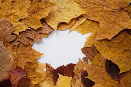 simsearch:400-04983103,k - Frame from autumn leaves and place for text Fotografie stock - Microstock e Abbonamento, Codice: 400-04650765