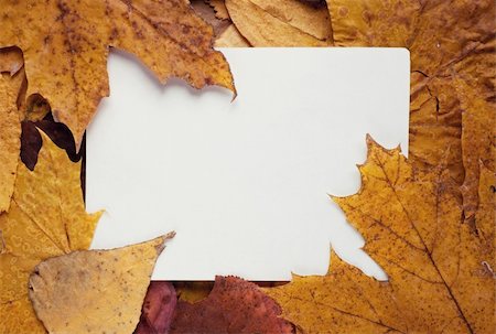 simsearch:400-04223847,k - Frame from autumn leaves and place for text Foto de stock - Super Valor sin royalties y Suscripción, Código: 400-04650763