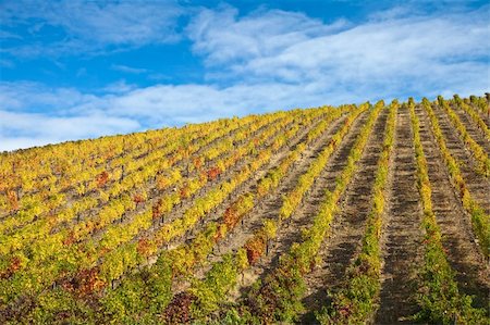 simsearch:400-07296183,k - Douro Vineyards Stock Photo - Budget Royalty-Free & Subscription, Code: 400-04650795