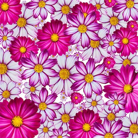 simsearch:400-05713050,k - Wallpaper or background of random pink, white and purple flowers covering everything Stock Photo - Budget Royalty-Free & Subscription, Code: 400-04651158