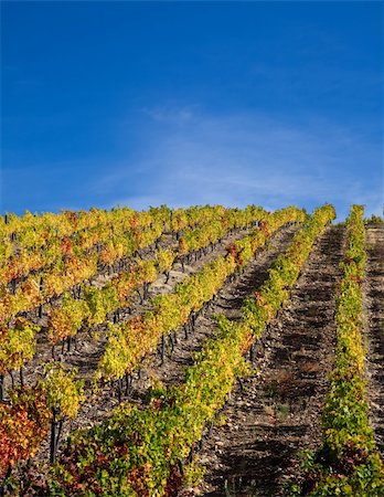 simsearch:400-07097368,k - Landscape Photo : Beautiful view over the Port Wine vineyards in Douro, Portugal on Fall / Autumn. Photographie de stock - Aubaine LD & Abonnement, Code: 400-04651165