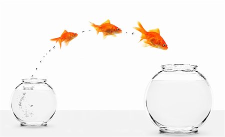 simsearch:400-04624755,k - three goldfishes jumping from small to bigger bowl isolated on white background Fotografie stock - Microstock e Abbonamento, Codice: 400-04651439