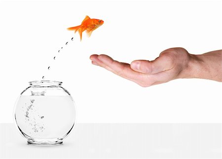 simsearch:400-06080242,k - goldfish jumping out of fishbowl and into human palm isolated on white Stock Photo - Budget Royalty-Free & Subscription, Code: 400-04651440